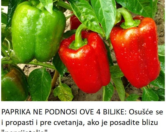 PAPRIKA NE PODNOSI OVE 4 BILJKE: Osušće se i propasti i pre cvetanja, ako je posadite blizu “neprijatelja”