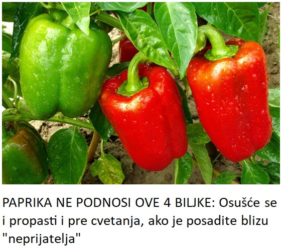 PAPRIKA NE PODNOSI OVE 4 BILJKE: Osušće se i propasti i pre cvetanja, ako je posadite blizu “neprijatelja”