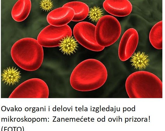 Ovako organi i delovi tela izgledaju pod mikroskopom: Zanemećete od ovih prizora! (FOTO)