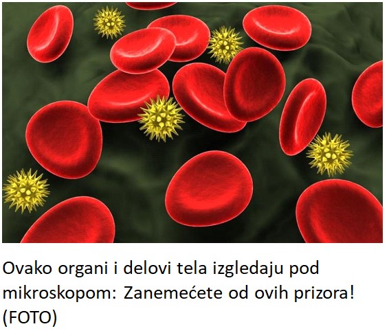 Ovako organi i delovi tela izgledaju pod mikroskopom: Zanemećete od ovih prizora! (FOTO)