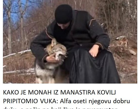 KAKO JE MONAH IZ MANASTIRA KOVILJ PRIPITOMIO VUKA: Alfa oseti njegovu dobru dušu, a način na koji žive je neverovatan