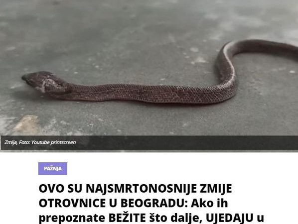 OVO SU NAJSMRTONOSNIJE ZMIJE OTROVNICE U BEOGRADU: Ako ih prepoznate BEŽITE što dalje, UJEDAJU u sekundi