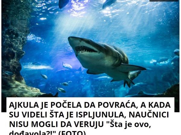 AJKULA JE POČELA DA POVRAĆA, A KADA SU VIDELI ŠTA JE ISPLJUNULA, NAUČNICI NISU MOGLI DA VERUJU “Šta je ovo, dođavola?!” (FOTO)