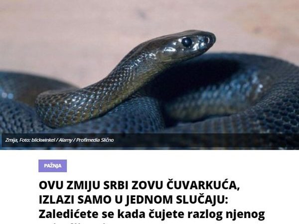 OVU ZMIJU SRBI ZOVU ČUVARKUĆA, IZLAZI SAMO U JEDNOM SLUČAJU: Zaledićete se kada čujete razlog njenog pojavljivanja