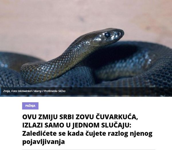 OVU ZMIJU SRBI ZOVU ČUVARKUĆA, IZLAZI SAMO U JEDNOM SLUČAJU: Zaledićete se kada čujete razlog njenog pojavljivanja