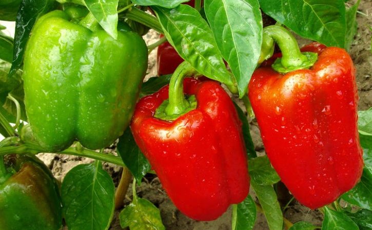 PAPRIKA NE PODNOSI OVE 4 BILJKE: Osušće se i propasti i pre cvetanja, ako je posadite blizu “neprijatelja”