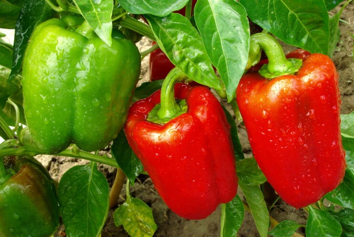 PAPRIKA NE PODNOSI OVE 4 BILJKE: Osušće se i propasti i pre cvetanja, ako je posadite blizu “neprijatelja”