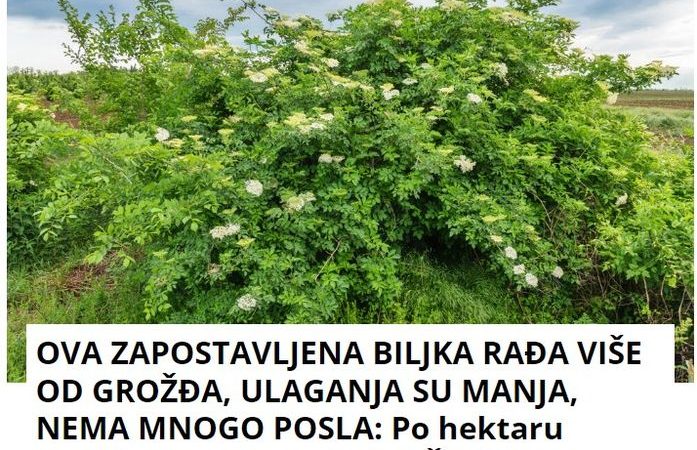 OVA ZAPOSTAVLJENA BILJKA RAĐA VIŠE OD GROŽĐA, ULAGANJA SU MANJA, NEMA MNOGO POSLA: Po hektaru zarada 500.000, traže je i Švajcarci