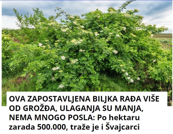 OVA ZAPOSTAVLJENA BILJKA RAĐA VIŠE OD GROŽĐA, ULAGANJA SU MANJA, NEMA MNOGO POSLA: Po hektaru zarada 500.000, traže je i Švajcarci