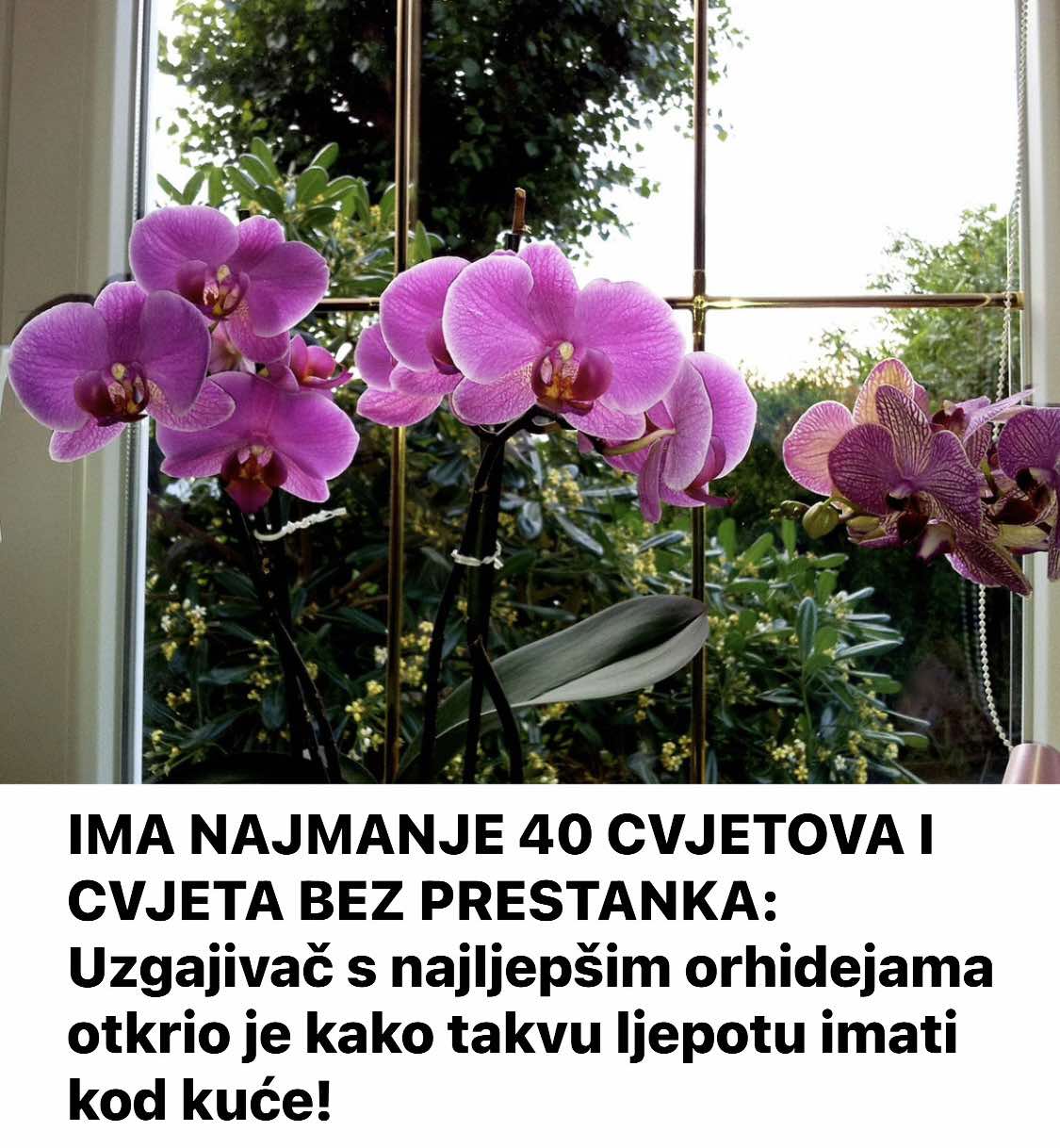 IMA NAJMANJE 40 CVJETOVA I CVJETA BEZ PRESTANKA