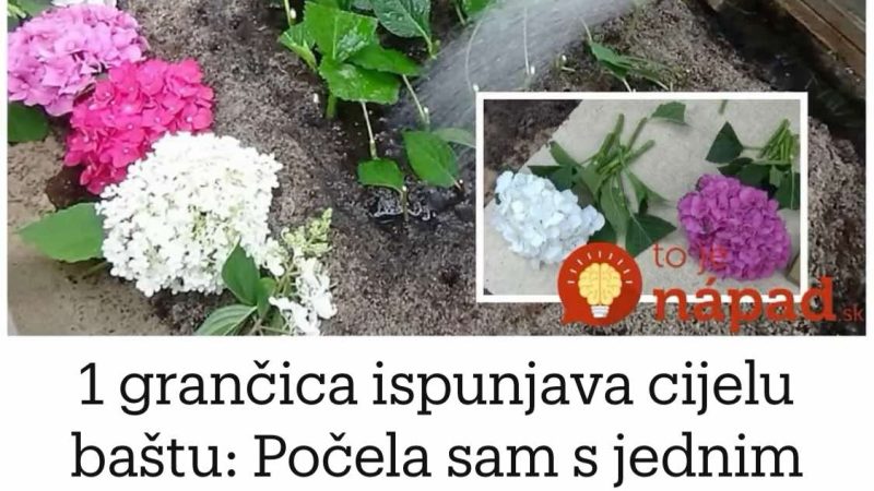 Počela Sam S Jednim Malim Grmom, A Sada Mogu Prodati Hortenzije – CVJETAJU KAO DIVLJE