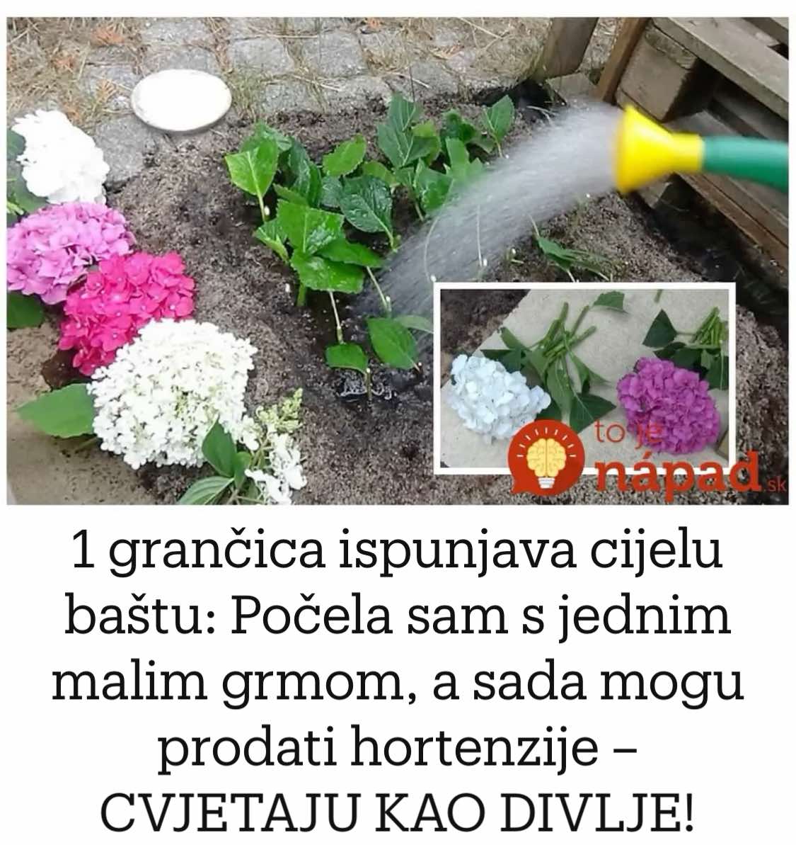 Počela Sam S Jednim Malim Grmom, A Sada Mogu Prodati Hortenzije – CVJETAJU KAO DIVLJE