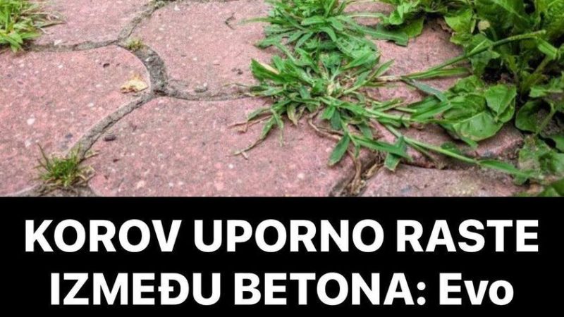 KOROV UP0RNO RASTE IZMEĐU BETONA