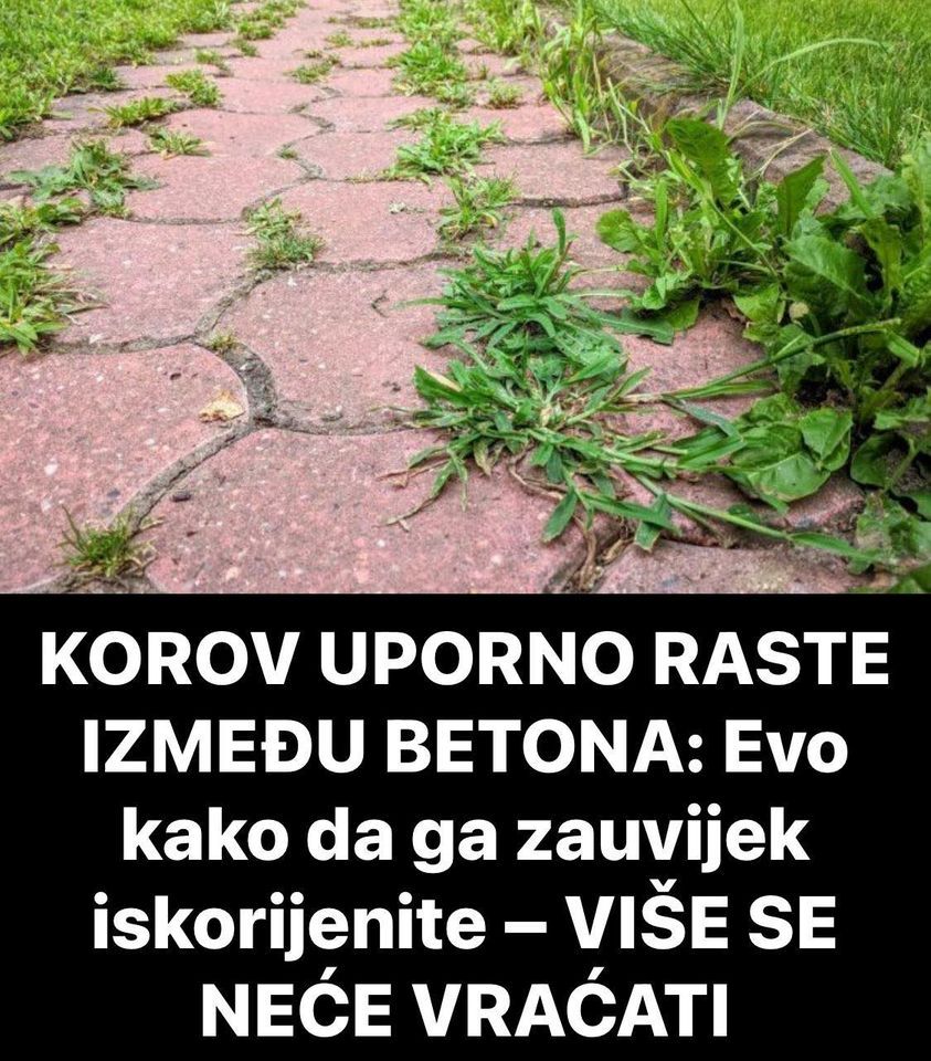 KOROV UP0RNO RASTE IZMEĐU BETONA