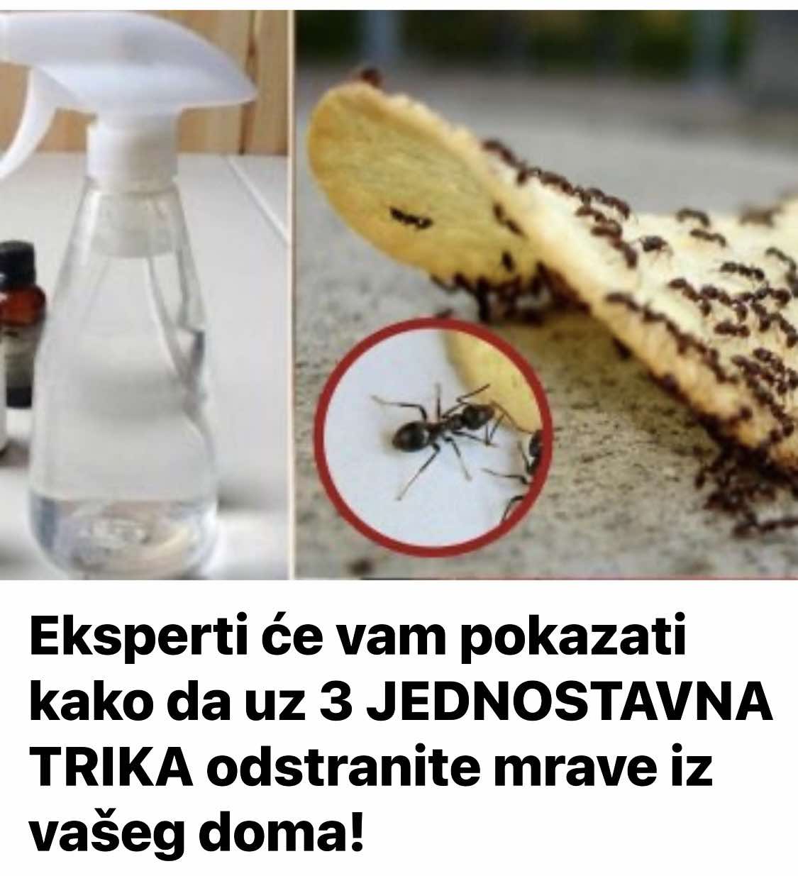 Eksperti Će Vam Pokazati Kako Da Uz 3 JEDN0STAVNA TRIKA Odstranite Mrave Iz Vašeg Doma!