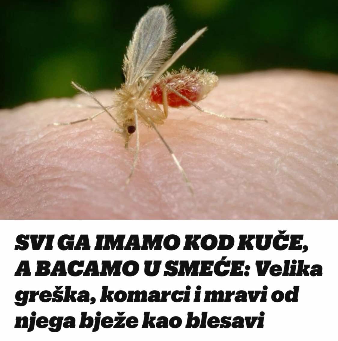 SVI GA IMAM0 KOD KUČE, A BACAMO U SMEĆE