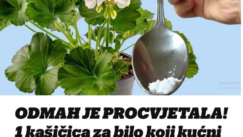 1 Kaščica Za Svaki Kućni Cvijet I Bujno Cvjetanje Je Zagarantovano