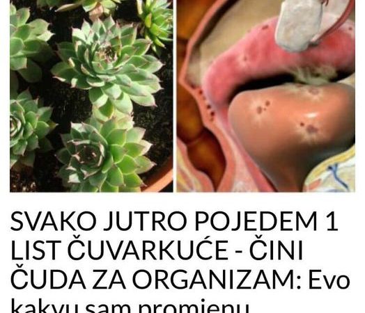 SVAKO JUTRO POJEDEM 1 LIST ČUVARKUĆE – ČINI ČUDA ZA ORGANIZAM:Evo kakvu sam promjenu primijetila, i vi ćete probati