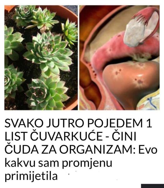 SVAKO JUTRO POJEDEM 1 LIST ČUVARKUĆE – ČINI ČUDA ZA ORGANIZAM:Evo kakvu sam promjenu primijetila, i vi ćete probati