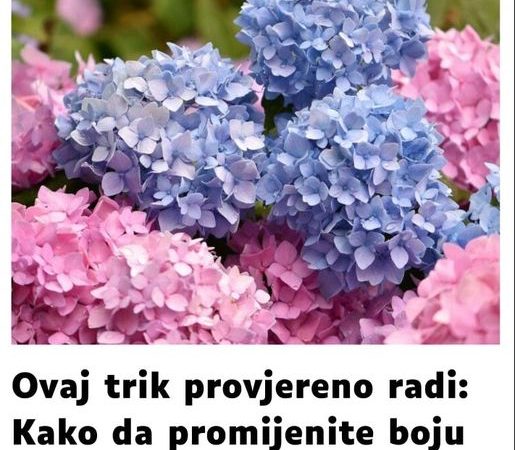 EVO KAKO DA HORTENZIJAMA PROMENITE BOJU: Ovaj sjajan trik morate da probate!