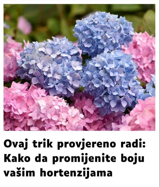 EVO KAKO DA HORTENZIJAMA PROMENITE BOJU: Ovaj sjajan trik morate da probate!