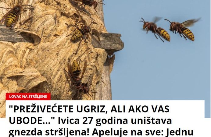 “PREŽIVEĆETE UGRIZ, ALI AKO VAS UBODE…” Ivica 27 godina uništava gnezda stršljena! Apeluje na sve: Jednu stvar NIKAKO NE RADITE