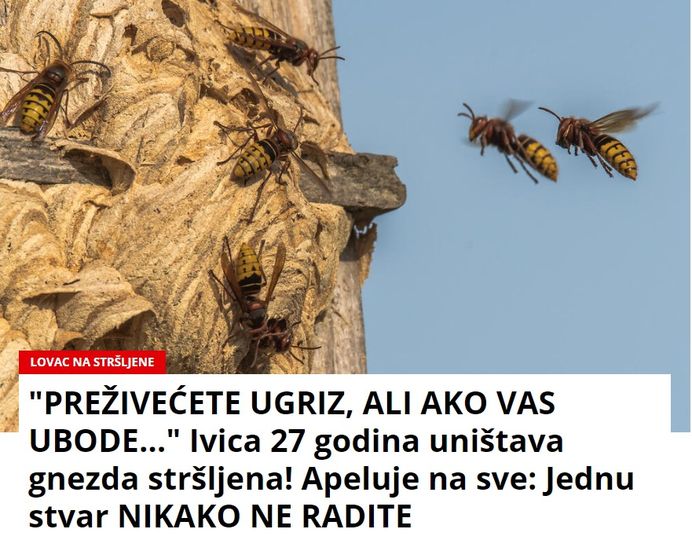 “PREŽIVEĆETE UGRIZ, ALI AKO VAS UBODE…” Ivica 27 godina uništava gnezda stršljena! Apeluje na sve: Jednu stvar NIKAKO NE RADITE