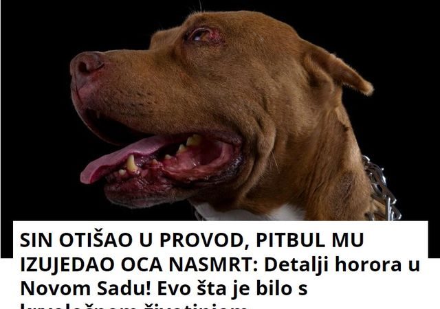 SIN OTIŠAO U PROVOD, PITBUL MU IZUJEDAO OCA NASMRT: Detalji horora u Novom Sadu! Evo šta je bilo s krvoločnom životinjom