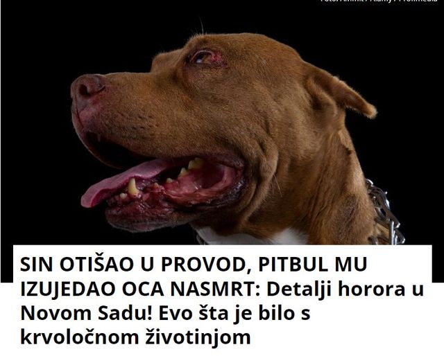 SIN OTIŠAO U PROVOD, PITBUL MU IZUJEDAO OCA NASMRT: Detalji horora u Novom Sadu! Evo šta je bilo s krvoločnom životinjom