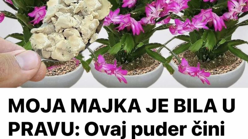 Ovaj puder čini da svaka biljka odmah procvjeta