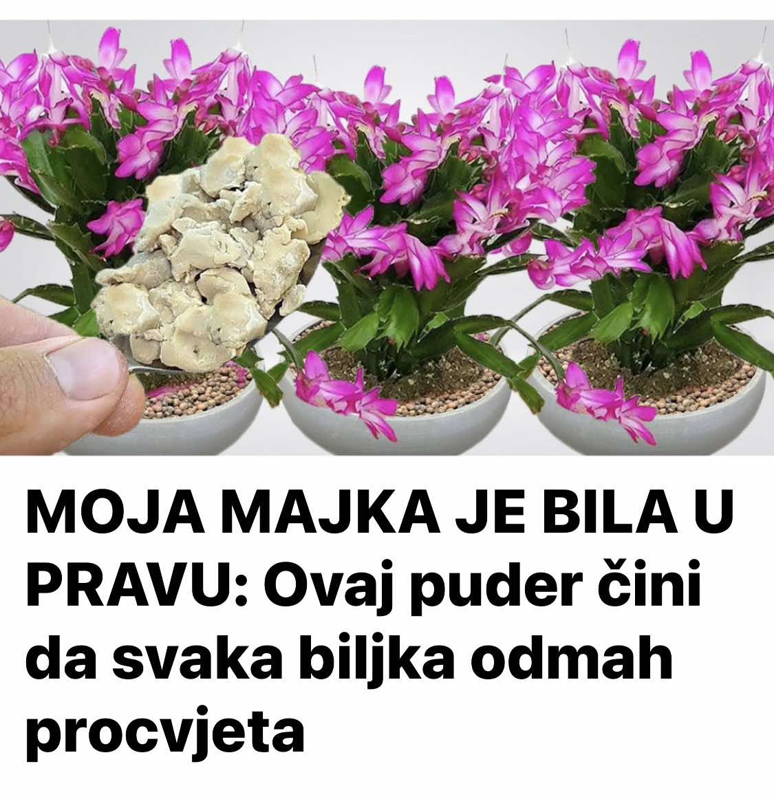 Ovaj puder čini da svaka biljka odmah procvjeta