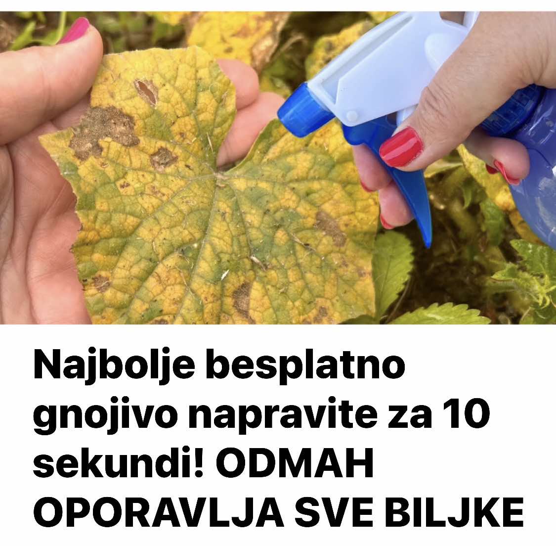 Najbolje besplatno gnojivo napravite za 10 sekundi