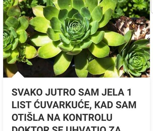 SVAKO JUTRO JE JELA 1 LIST ČUVARKUĆE: Kad je otišla u bolnicu doktor se hvatao za glavu -EVO ŠTA SE DESILO NJENOM TIJELU