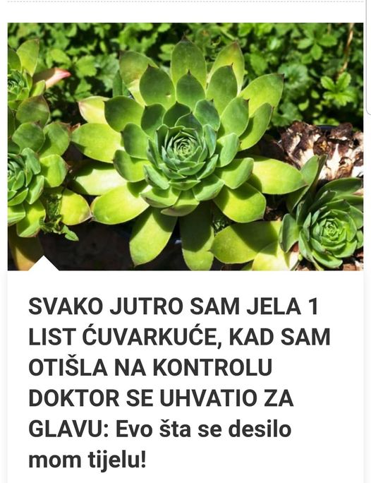 SVAKO JUTRO JE JELA 1 LIST ČUVARKUĆE: Kad je otišla u bolnicu doktor se hvatao za glavu -EVO ŠTA SE DESILO NJENOM TIJELU