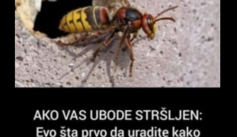 AKO VAS UBODE STRŠLJEN: Evo šta prvo da uradite kako biste izbjegli alergijske reakcije i spasili sebi život!