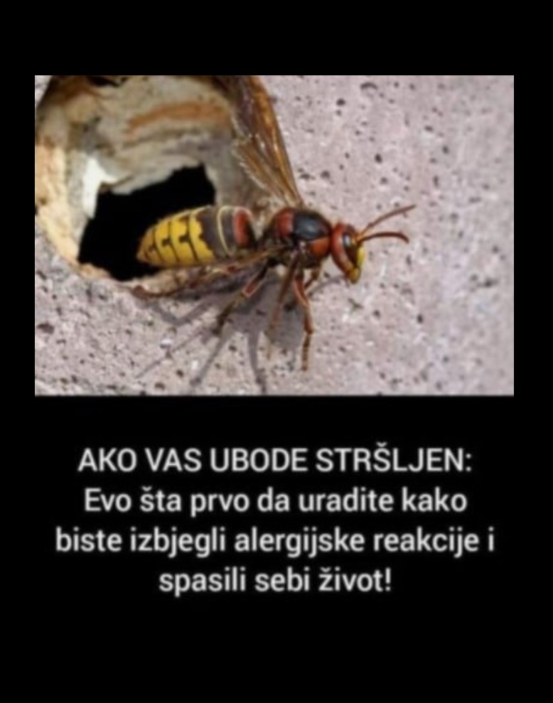 AKO VAS UBODE STRŠLJEN: Evo šta prvo da uradite kako biste izbjegli alergijske reakcije i spasili sebi život!