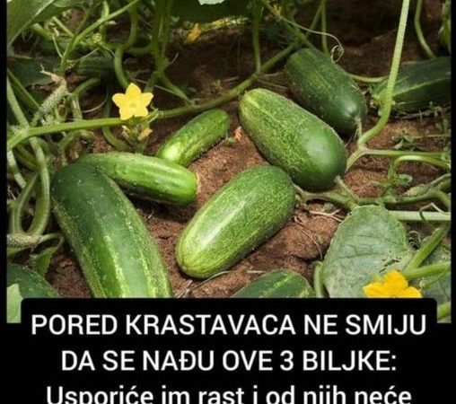 PORED KRASTAVACA NE SMIJU DA SE NAĐU OVE 3 BILJKE: Usporiće im rast i od njih neće ostati ništa!