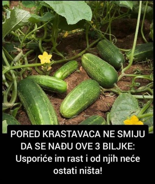 PORED KRASTAVACA NE SMIJU DA SE NAĐU OVE 3 BILJKE: Usporiće im rast i od njih neće ostati ništa!