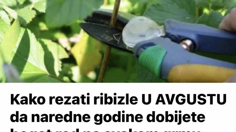 Kako rezati ribizle U AVGUSTU da naredne godine dobijete bogat rod na svakom grmu