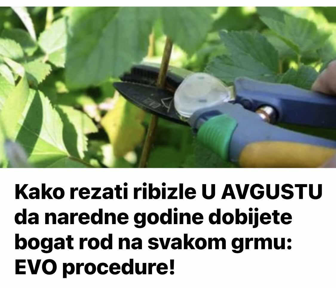 Kako rezati ribizle U AVGUSTU da naredne godine dobijete bogat rod na svakom grmu