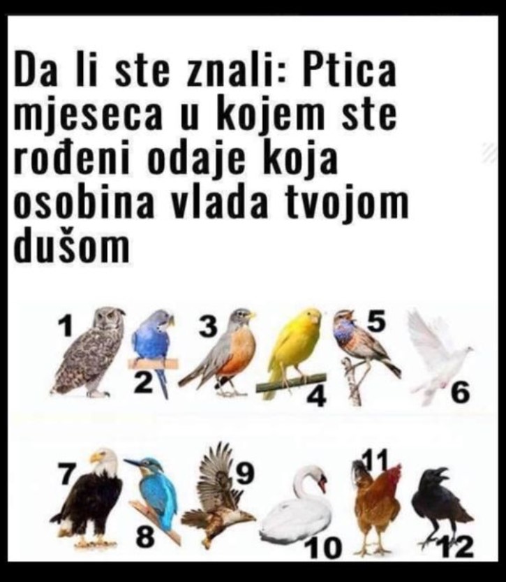 PTICA MJESECA U KOJEM STE ROĐENI OTKRIVA NEŠTO BITNO O VAMA: Izaberite broj i otkrijte KAKVI STE ZAISTA U DUŠI!