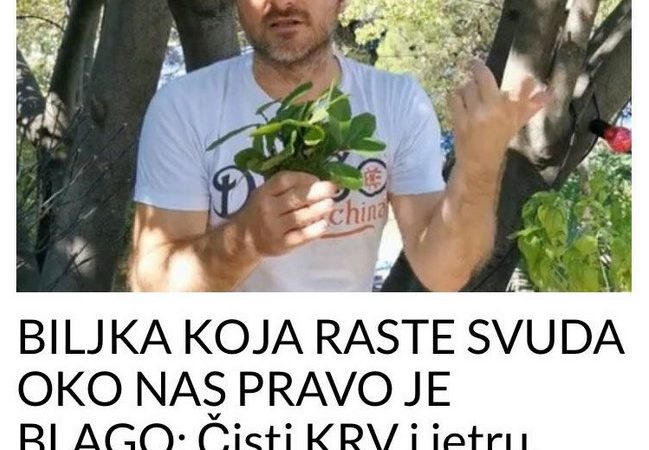 BILJKA KOJA RASTE SVUDA OKO NAS PRAVO JE BLAGO: Čisti KV i jetru, sprječava znojenje i pomaže kod REUME