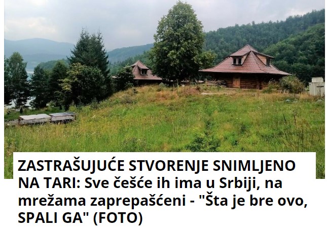 ZASTRAŠUJUĆE STVORENJE SNIMLJENO NA TARI: Sve češće ih ima u Srbiji, na mrežama zaprepašćeni – “Šta je bre ovo, SPALI GA” (FOTO)