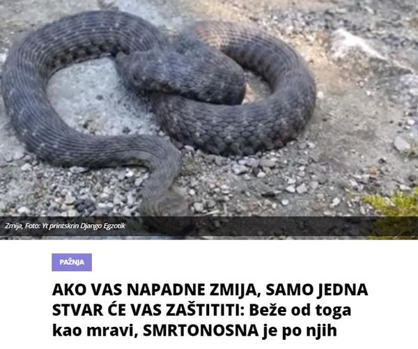 AKO VAS NAPADNE ZMIJA, SAMO JEDNA STVAR ĆE VAS ZAŠTITITI: Beže od toga kao mravi, SMRTONOSNA je po njih