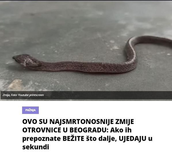 OVO SU NAJSMRTONOSNIJE ZMIJE OTROVNICE U BEOGRADU: Ako ih prepoznate BEŽITE što dalje, UJEDAJU u sekundi