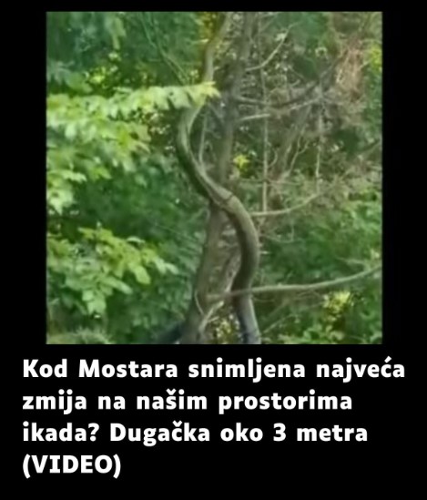 JEZIV SNIMAK IZ HERCEGOVINE: Ogromna zmija koja se penje uz drvo zbunila i zoologe VEĆI GMAZ NIKADA PRE NIJE VIĐEN (VIDEO)