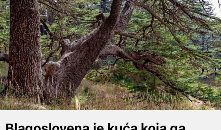 Blagoslovena je kuća koja ga ima u bašti: Ovo drvo je magično, a njegovo ulje lijek nad lijekovima