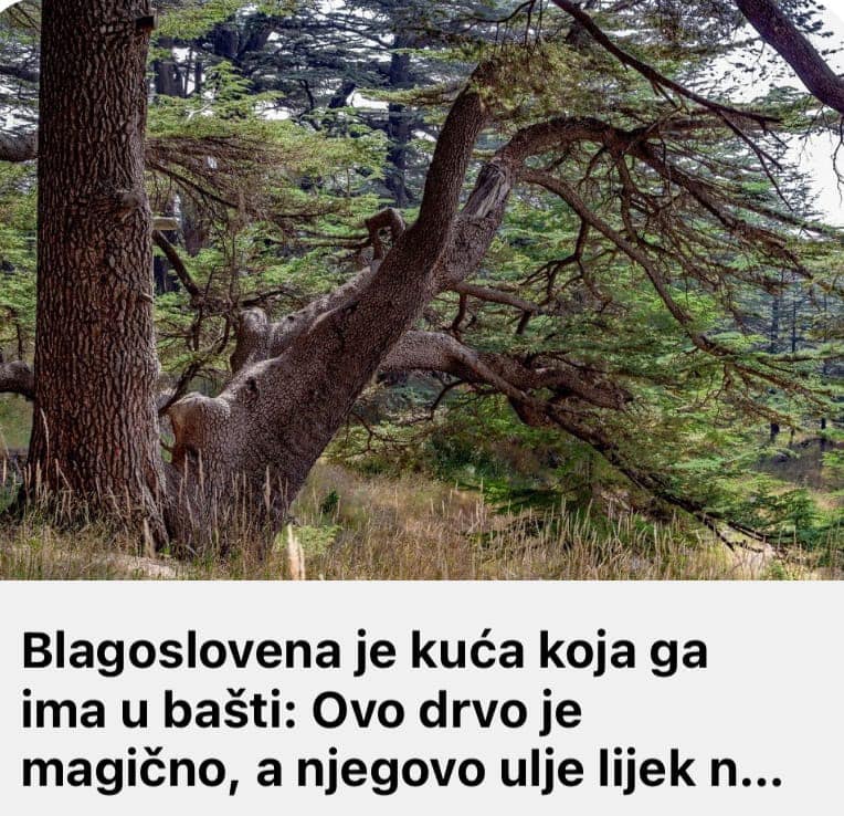 Blagoslovena je kuća koja ga ima u bašti: Ovo drvo je magično, a njegovo ulje lijek nad lijekovima