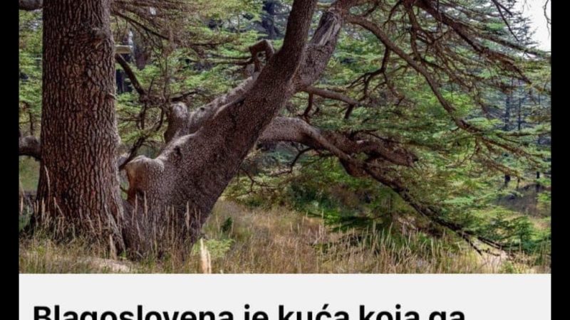 Blagoslovena je kuća koja ga ima u bašti: Ovo drvo je magično, a njegovo ulje lijek nad lijekovima