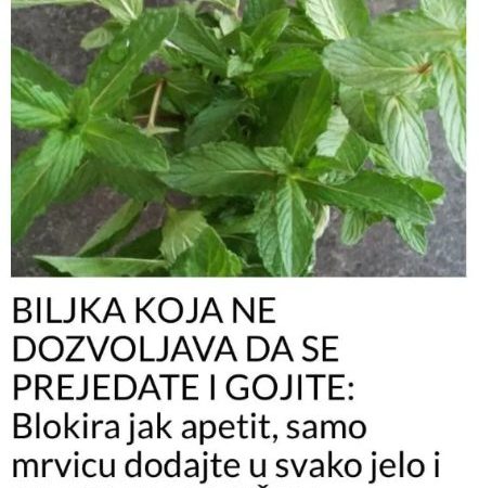 BILJKA KOJA NE DOZVOLJAVA DA SE PREJEDATE I GOJITE: Blokira jak apetit, samo mrvicu dodajte u svako jelo i PROBLEM RIJEŠEN